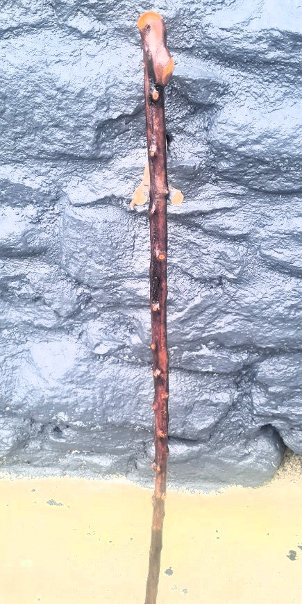 Ladies Blackthorn Cane BNL2501