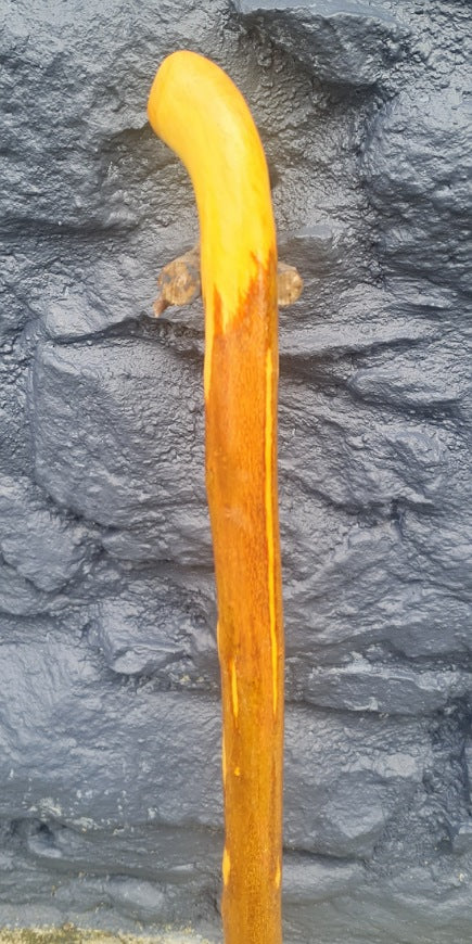 Privet Walking Stick 27.5" PT25004