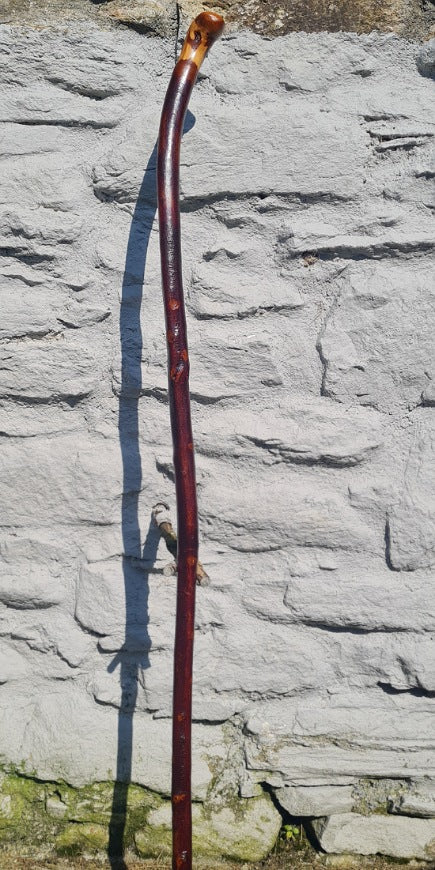 Blackthorn Hiking Staff  53.75 inch